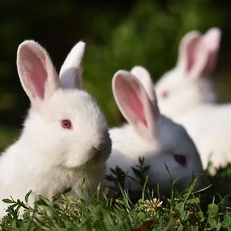 Boronaház Vendégház Szalafő